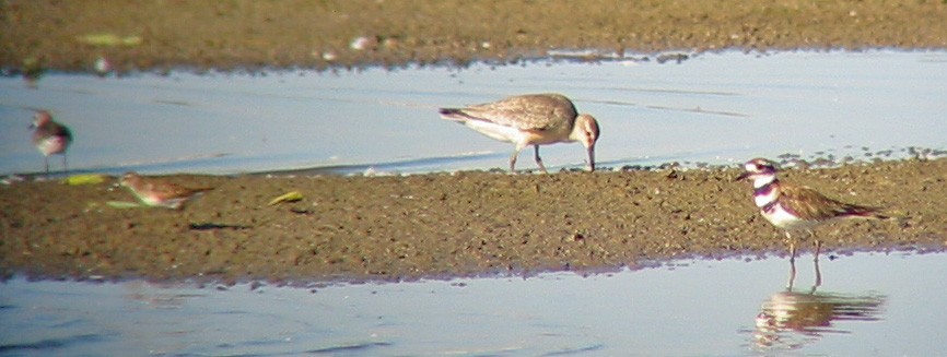Red Knot - ML644855541
