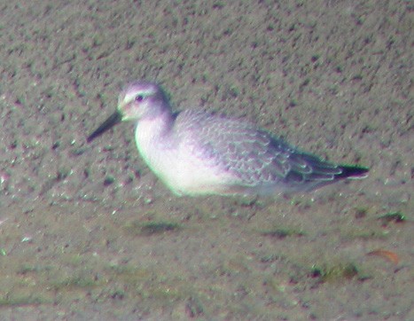 Red Knot - ML644855542