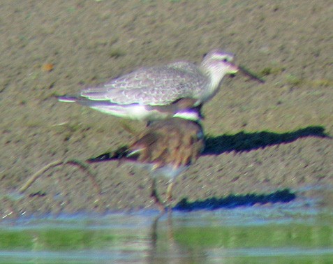 Red Knot - ML644855543