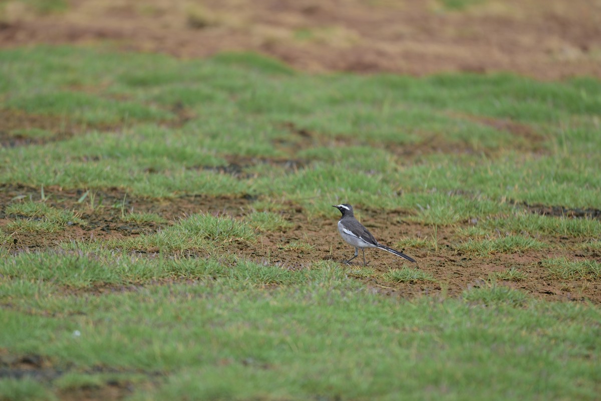White-browed Wagtail - ML644855552