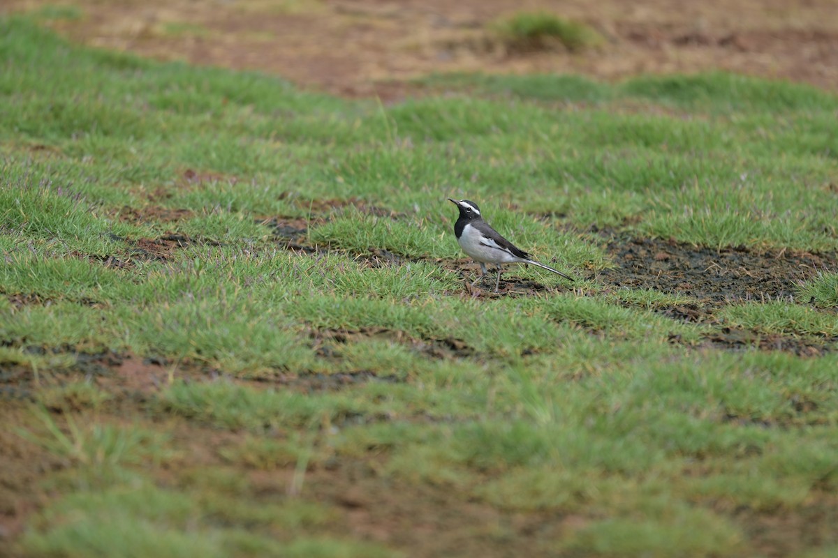 White-browed Wagtail - ML644855553