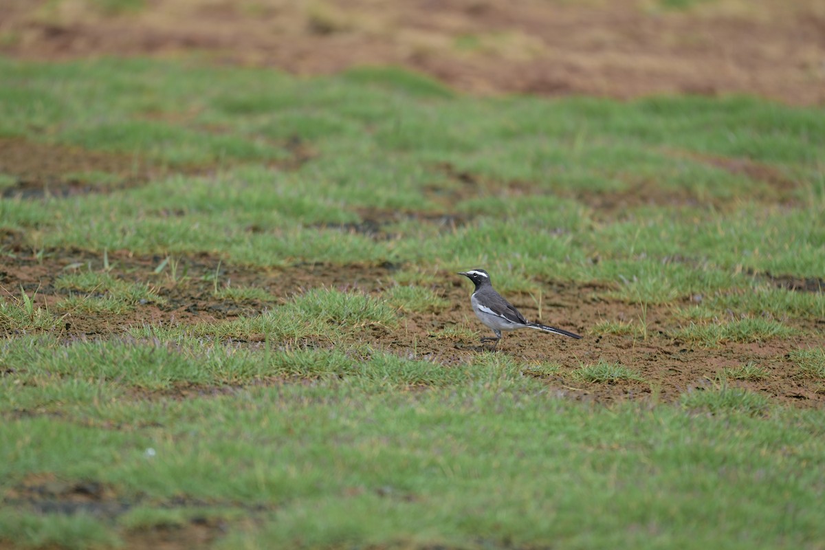 White-browed Wagtail - ML644855554