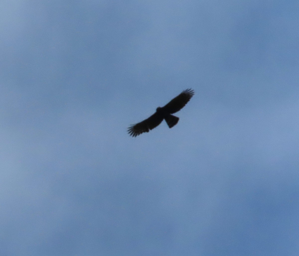 Black Hawk-Eagle - ML644855575