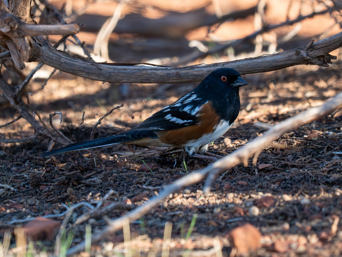 Spotted Towhee - ML644855576
