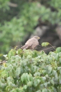 Roadside Hawk - ML644855585