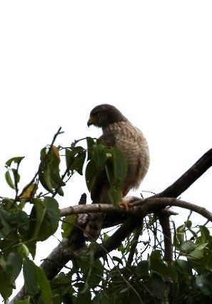 Roadside Hawk - ML644855586