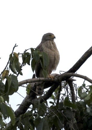 Roadside Hawk - ML644855587