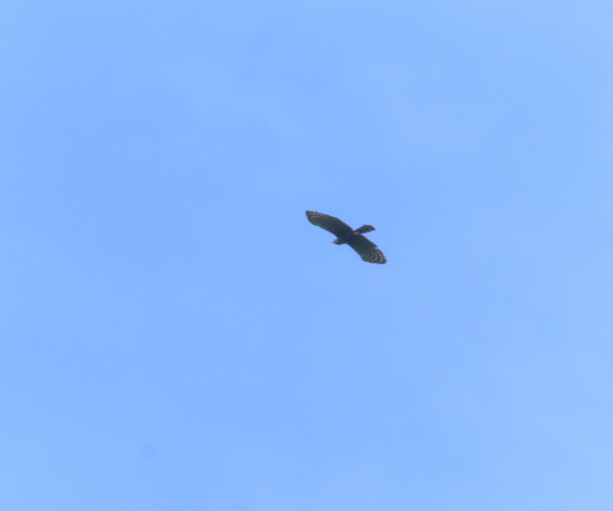 Black Hawk-Eagle - ML644855589