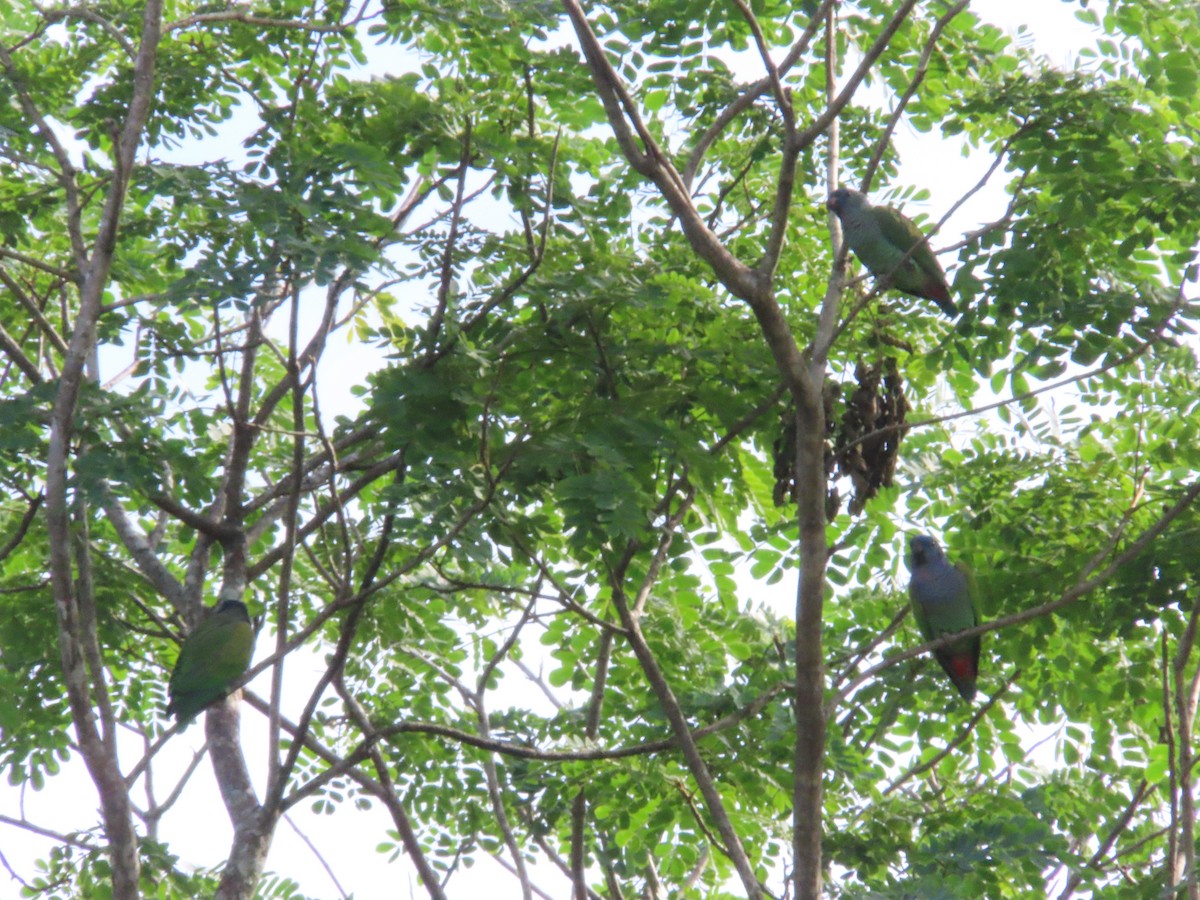 Blue-headed Parrot - ML644855629