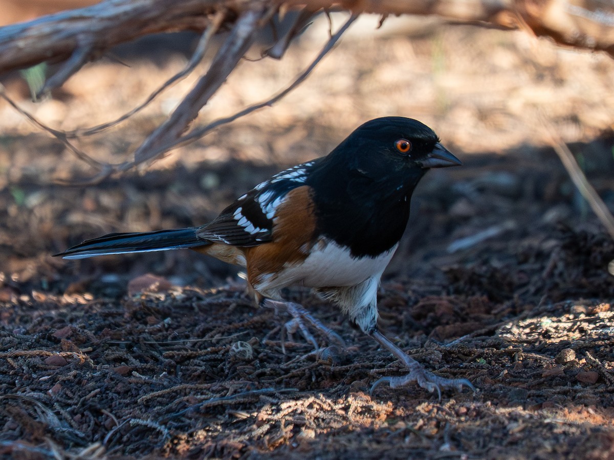 Spotted Towhee - ML644855638
