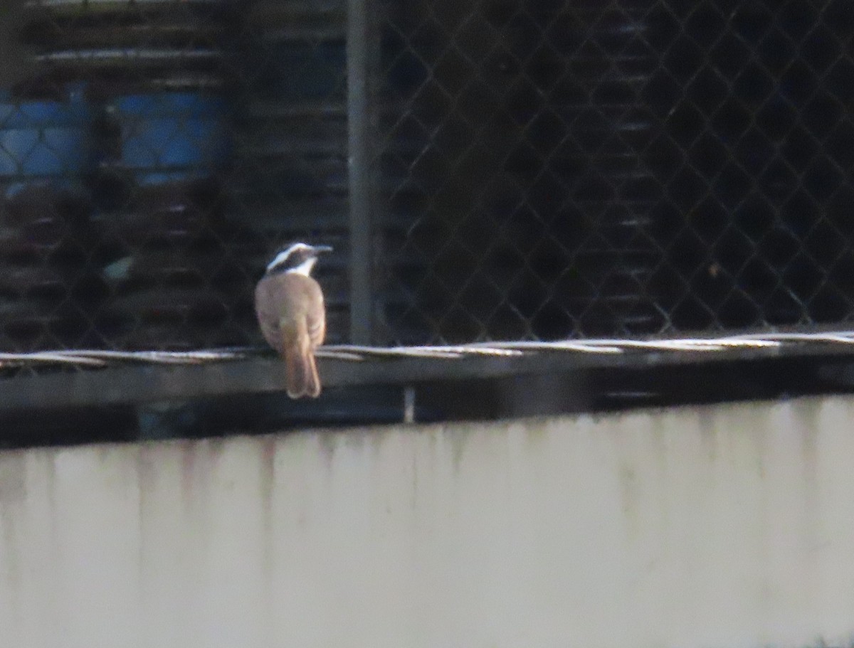 Пітанга-великодзьоб - ML644855642