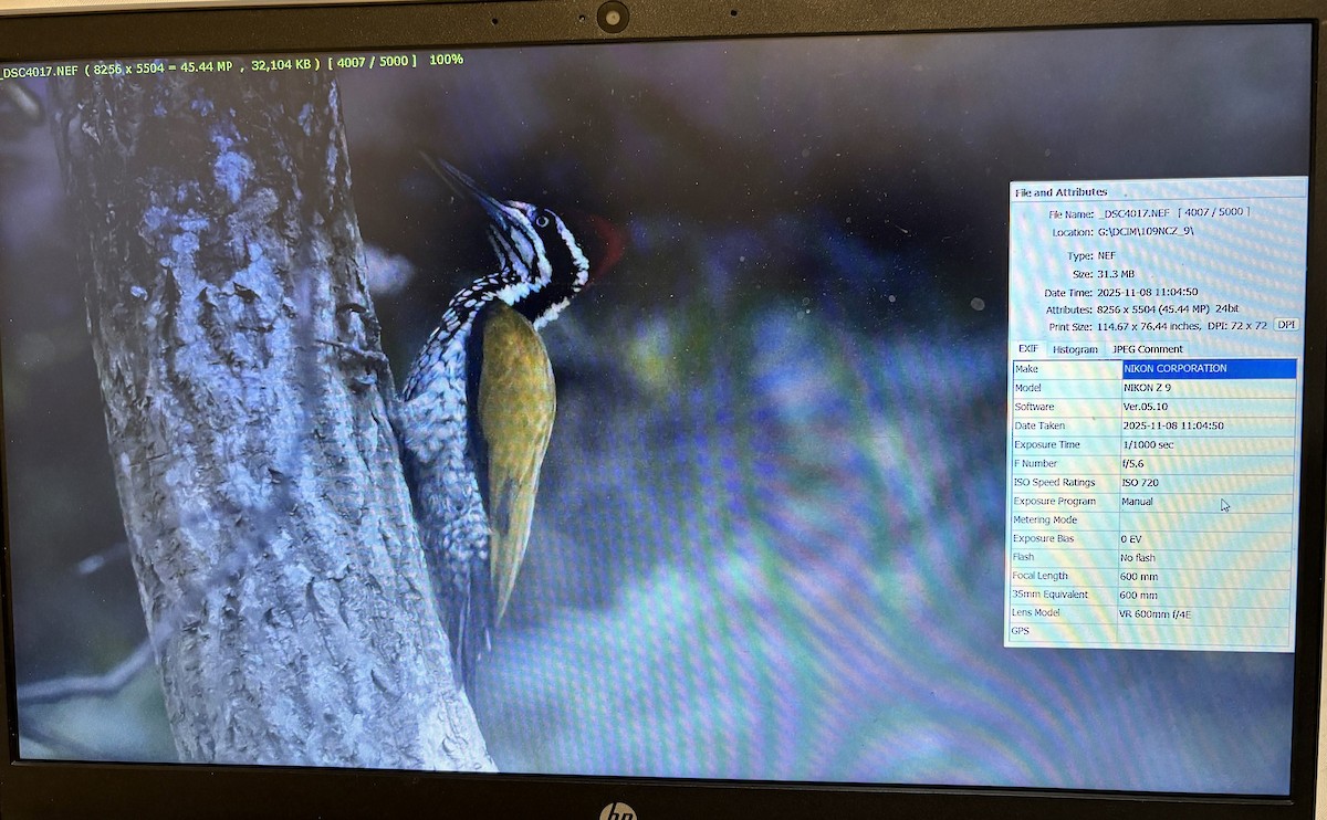 Greater Flameback - ML644855644