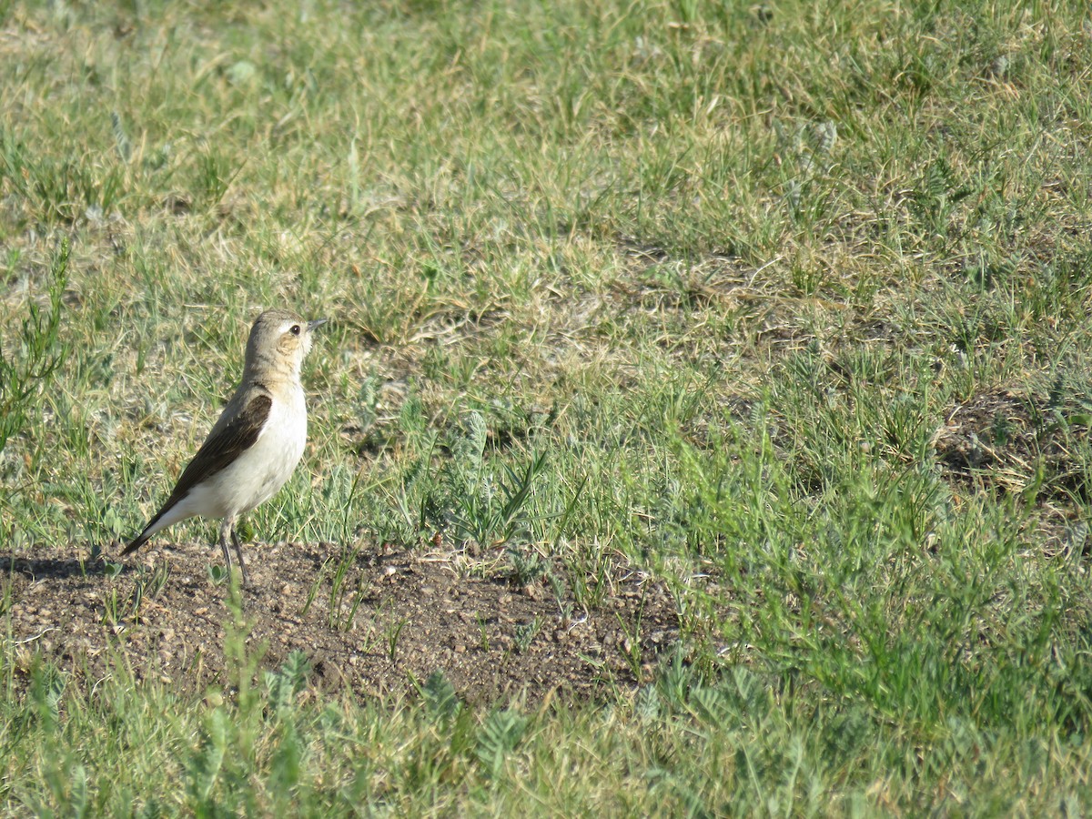Northern Wheatear - ML644855645