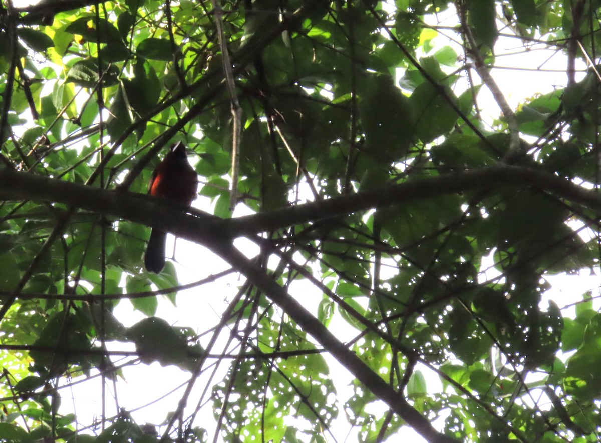 Crimson-backed Tanager - ML644855650