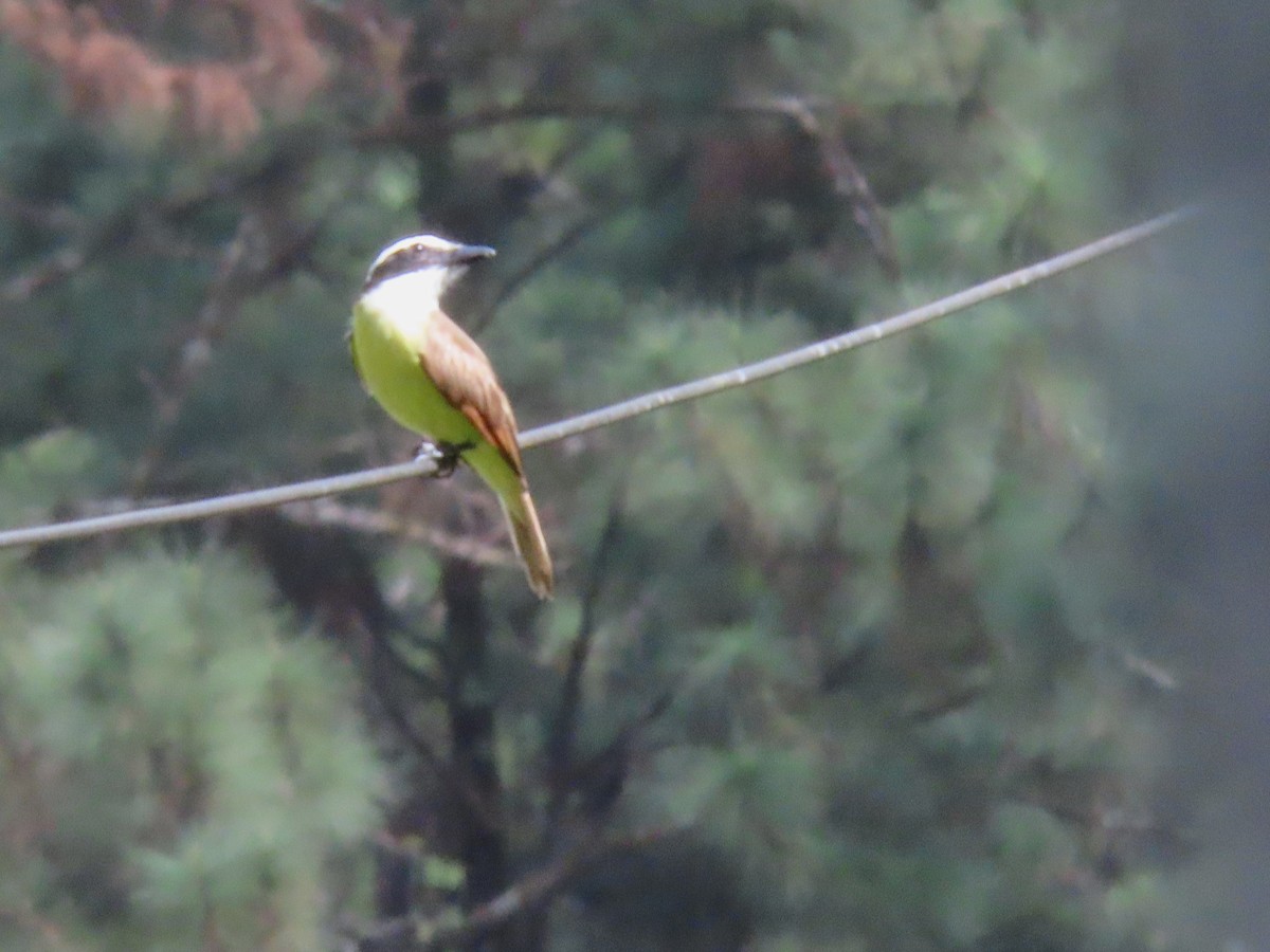 Great Kiskadee - ML644855655