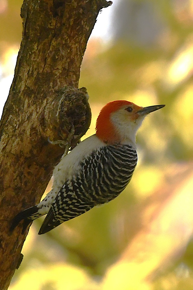 Red-bellied Woodpecker - ML644855658