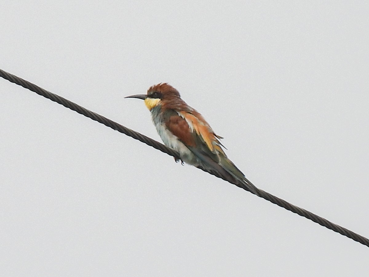 European Bee-eater - ML644855659