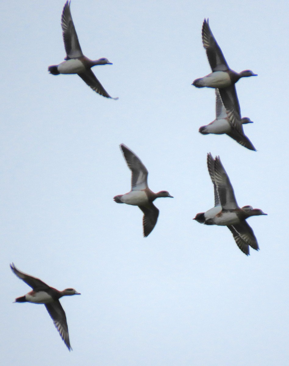 American Wigeon - ML644855666