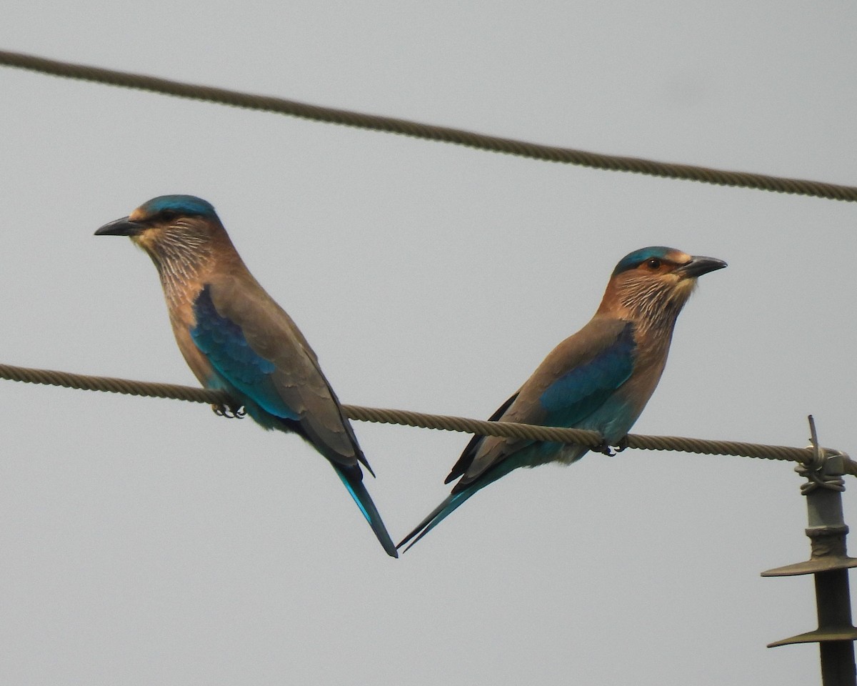 Indian Roller - ML644855670