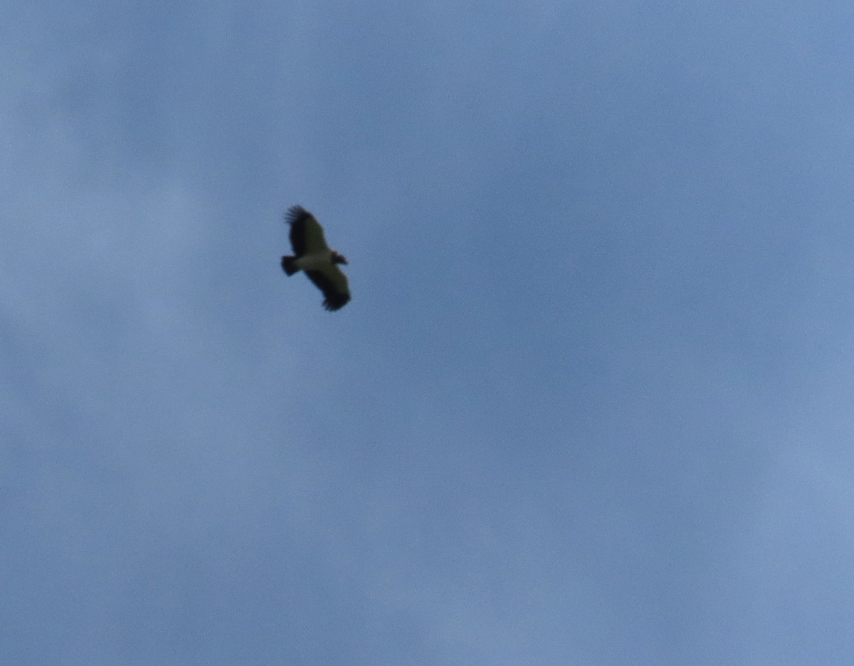 King Vulture - ML644855673