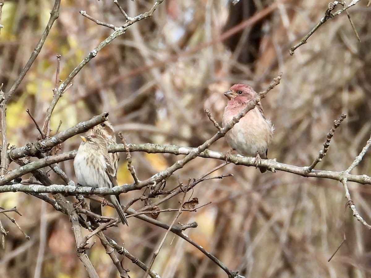 Чечевиця кармінова - ML644855676