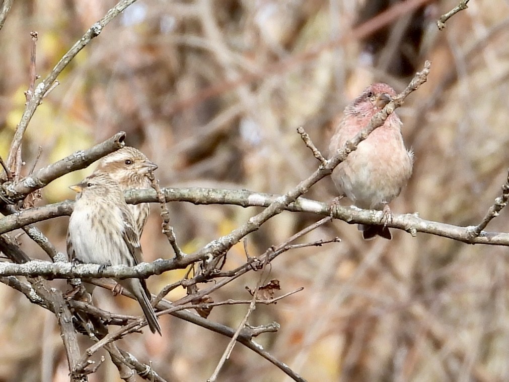 Чечевиця кармінова - ML644855677