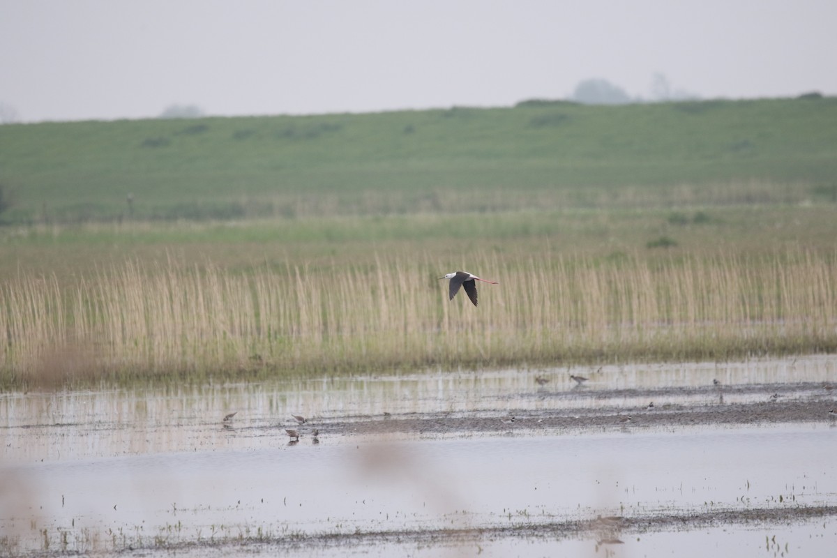 Zankaluze eurasiarra - ML644855686