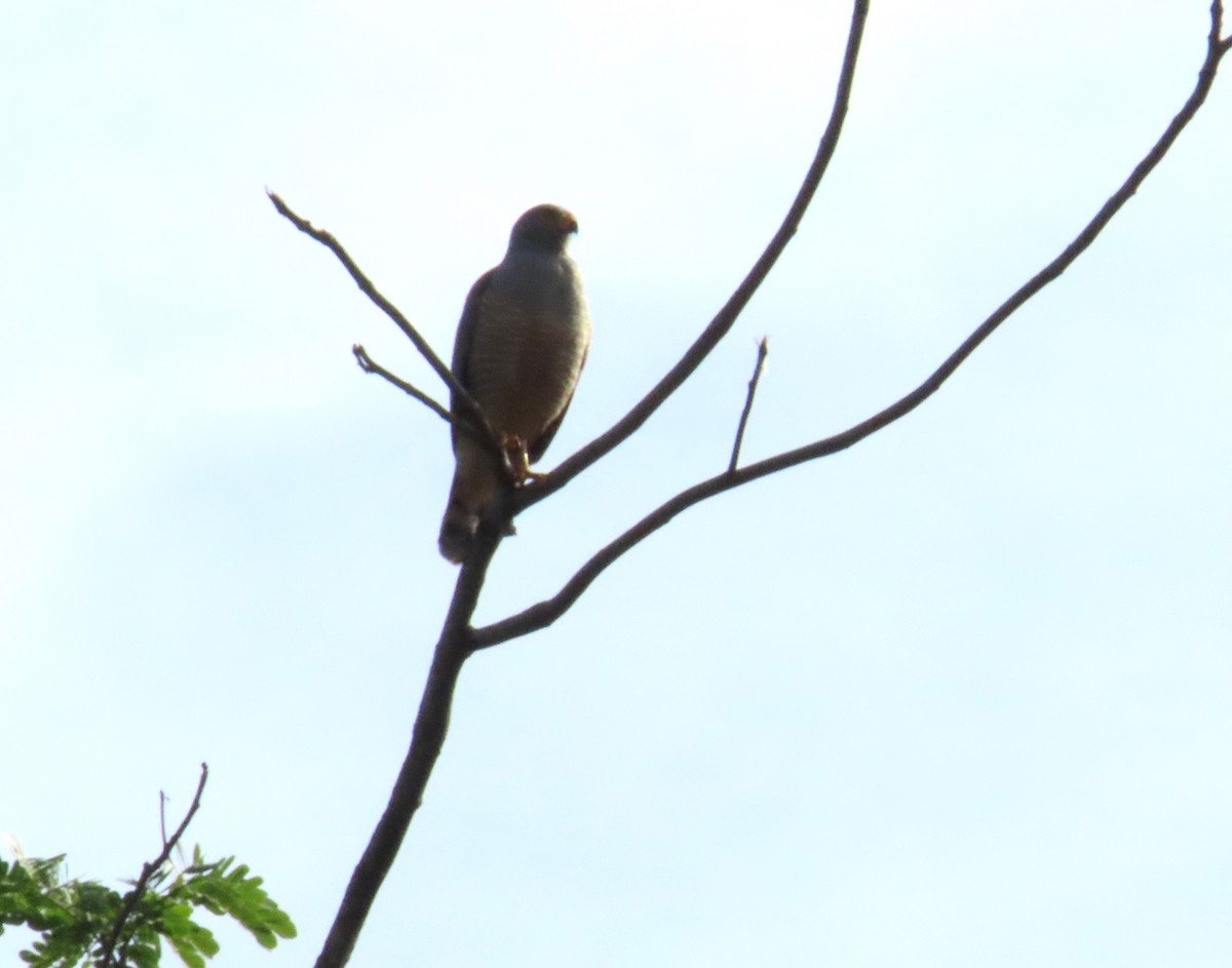 Roadside Hawk - ML644855691