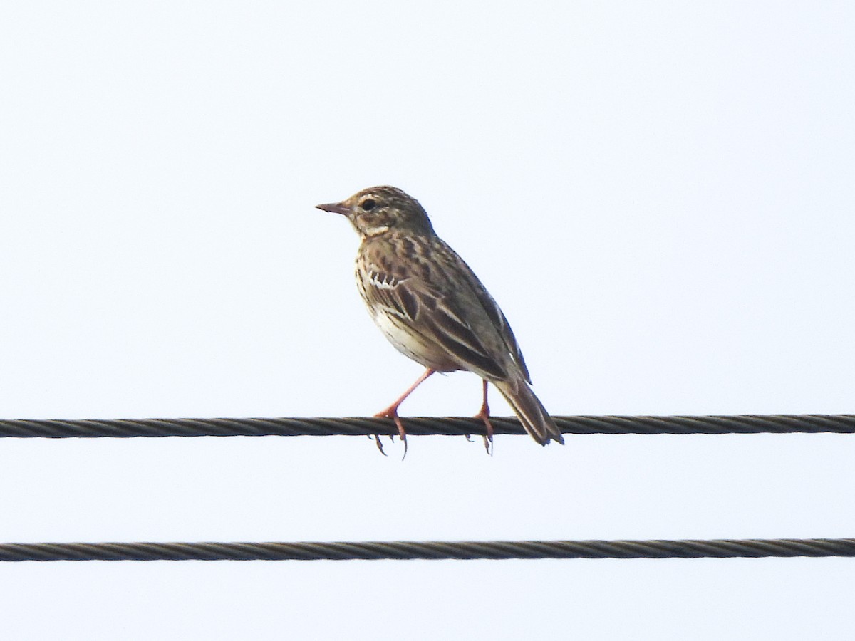 Tree Pipit - ML644855697
