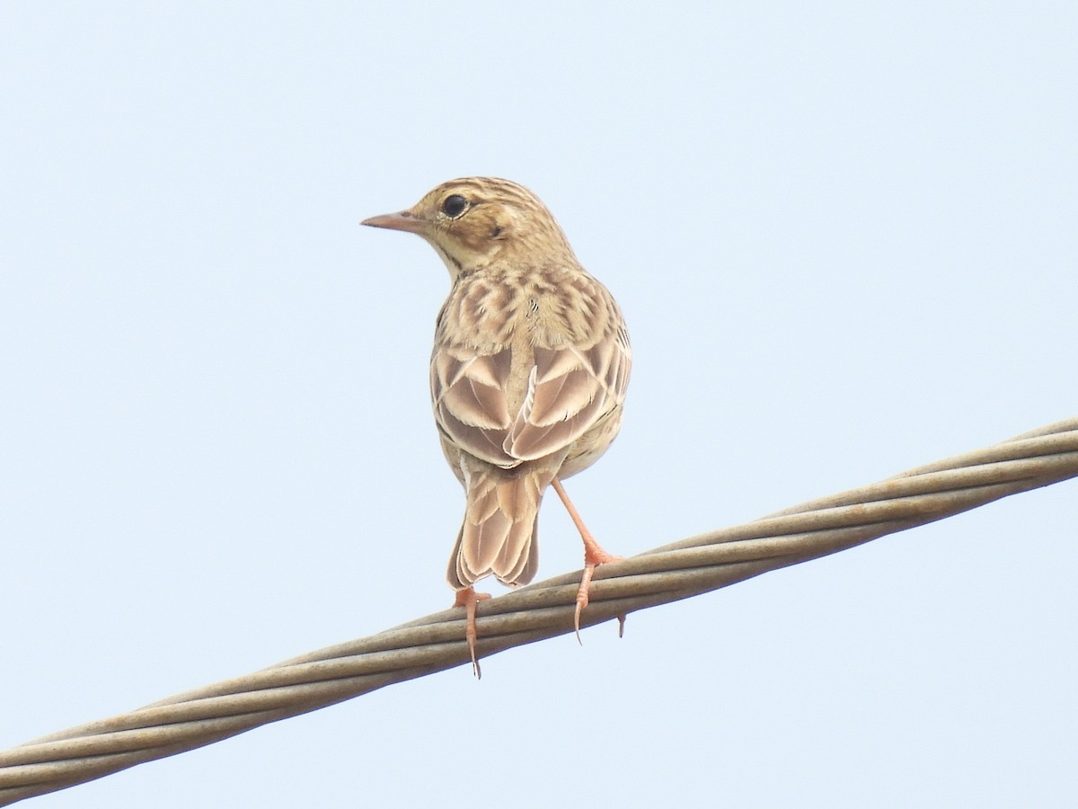 Blyth's Pipit - ML644855701