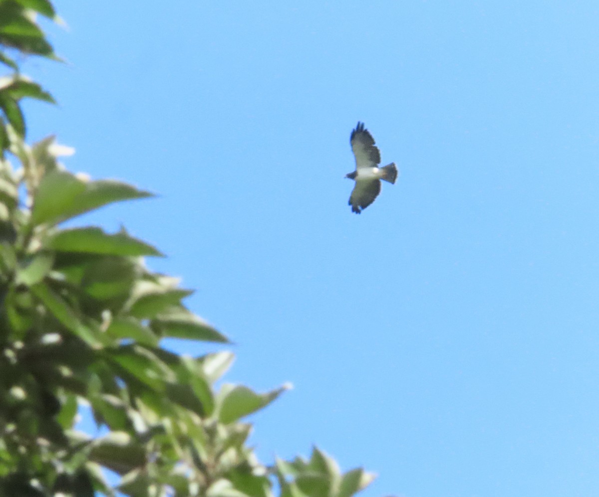 Short-tailed Hawk - ML644855702