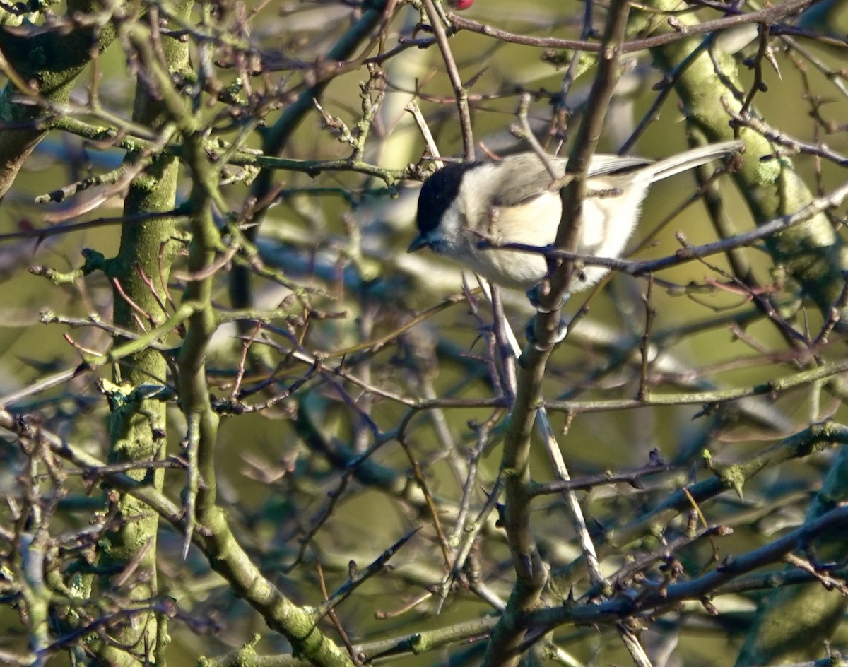 Mésange boréale - ML644855737