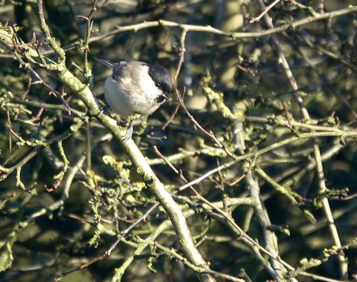 Mésange boréale - ML644855739