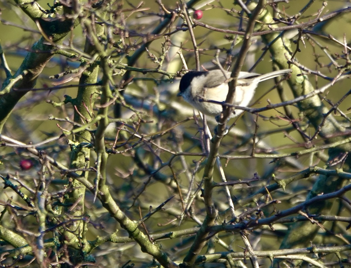 Mésange boréale - ML644855740