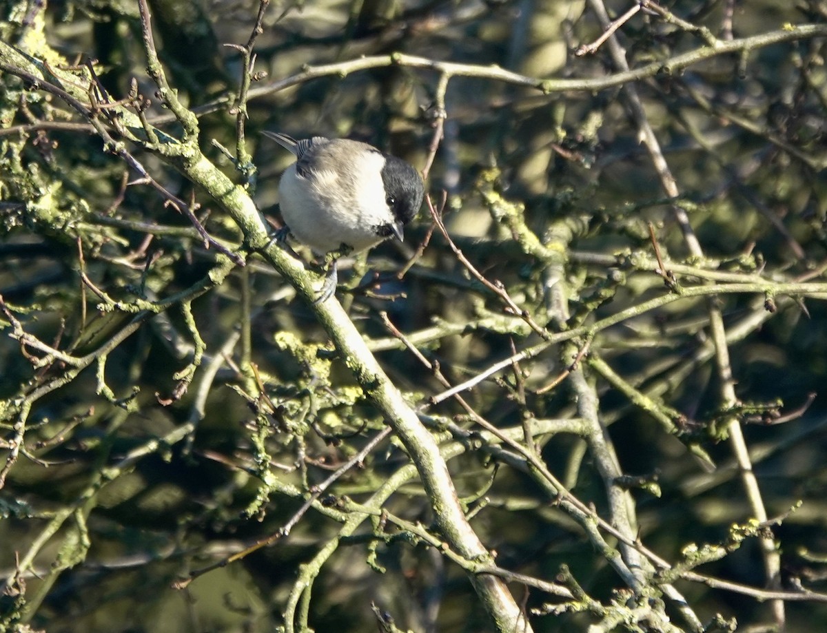 Mésange boréale - ML644855741