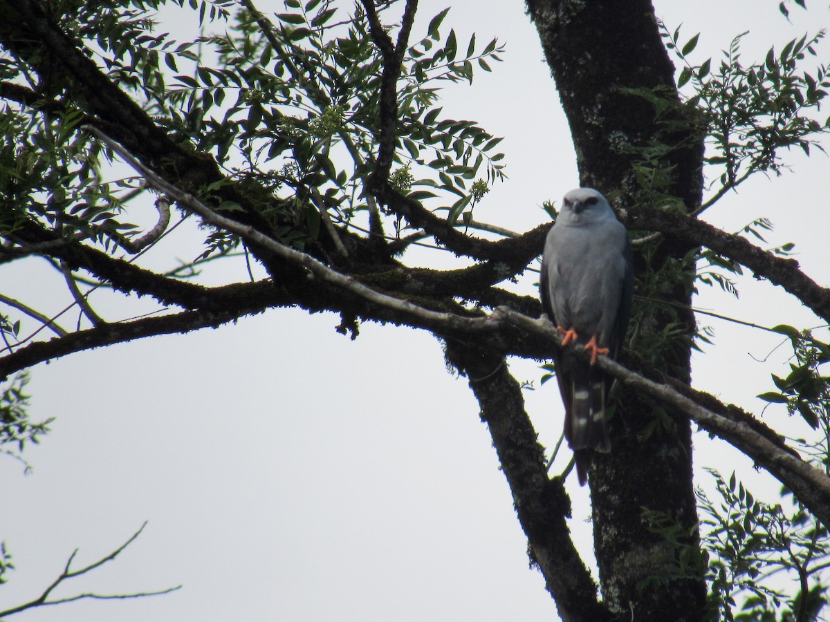 iktinie šedivá - ML644855756