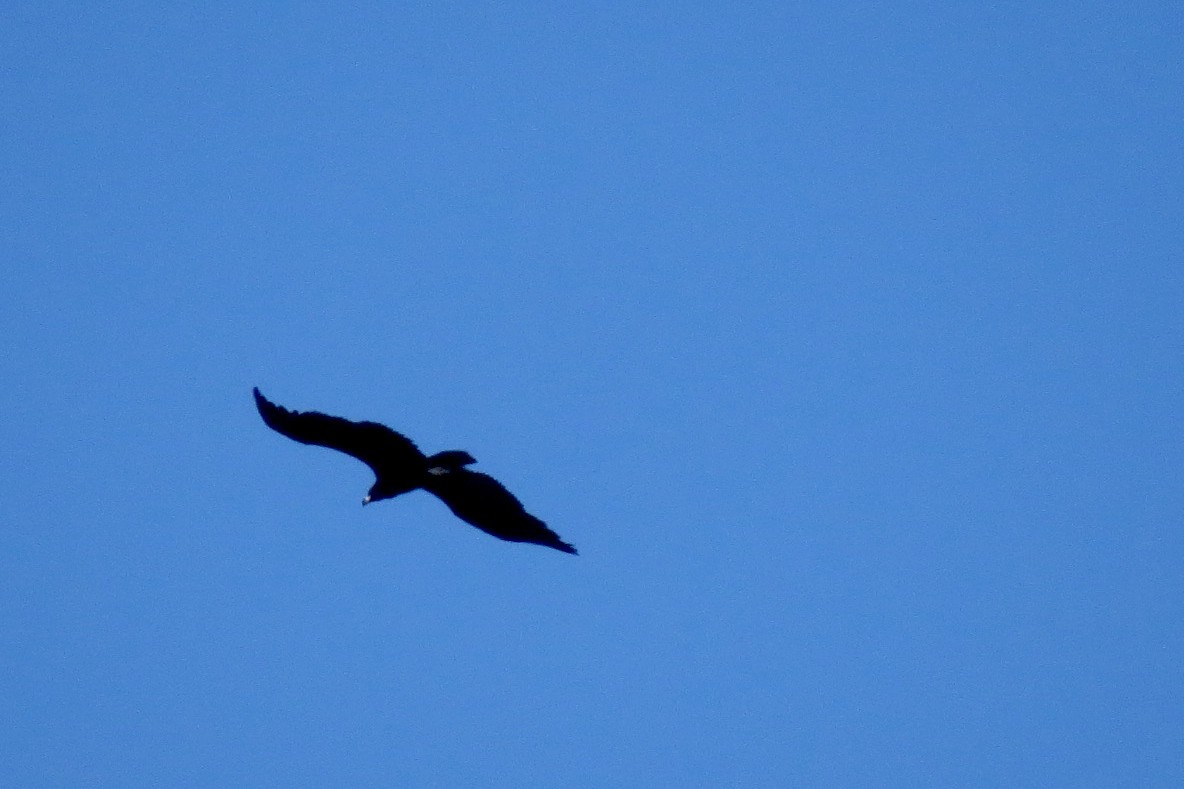 Sai beltza - ML644855758