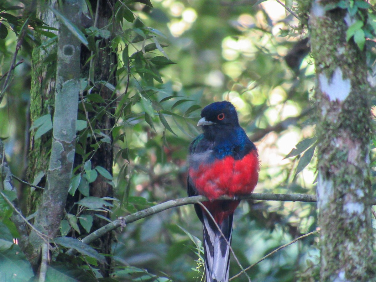 trogon surucua - ML644855765