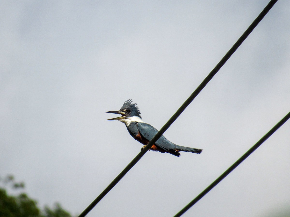 rybařík obojkový - ML644855773