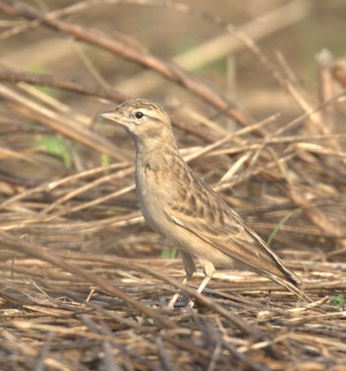 Alouette de Sykes - ML644855774