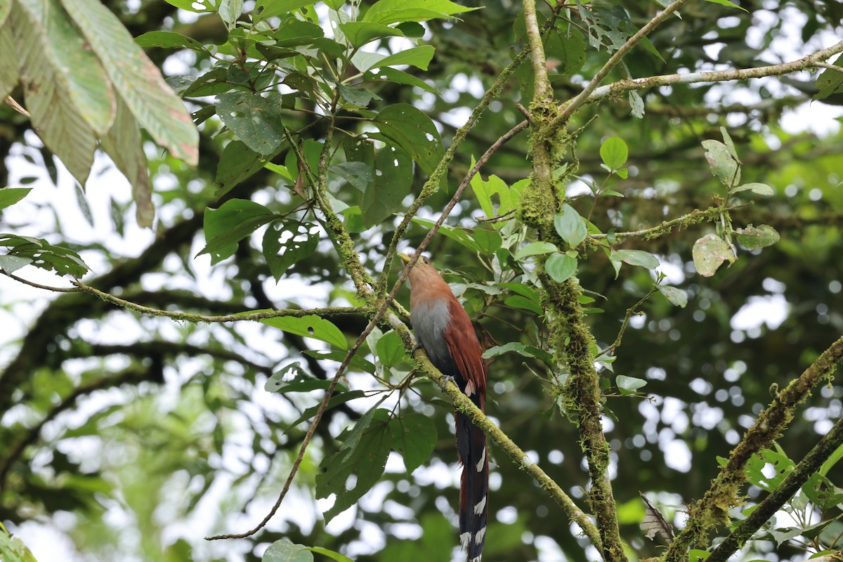 Common Squirrel-Cuckoo - ML644855777