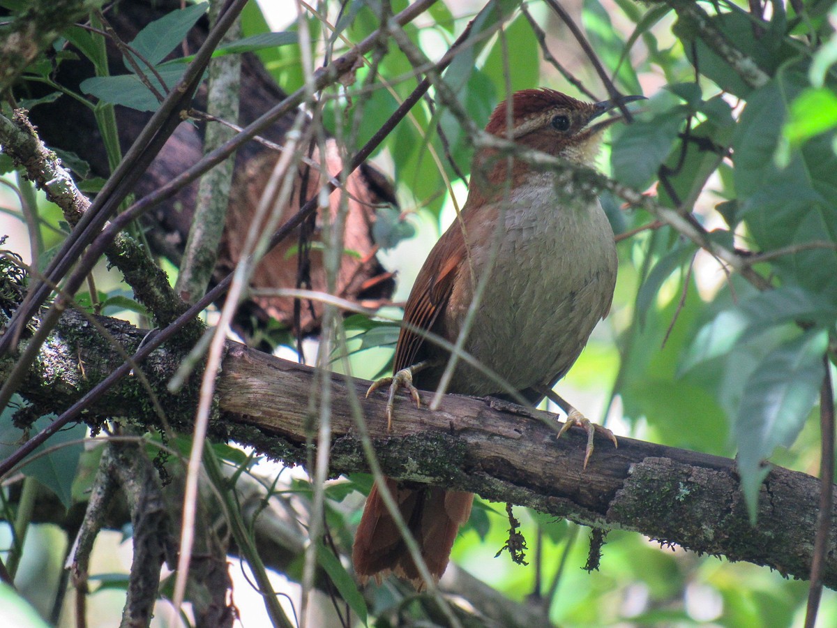 М’якохвіст бамбуковий - ML644855779
