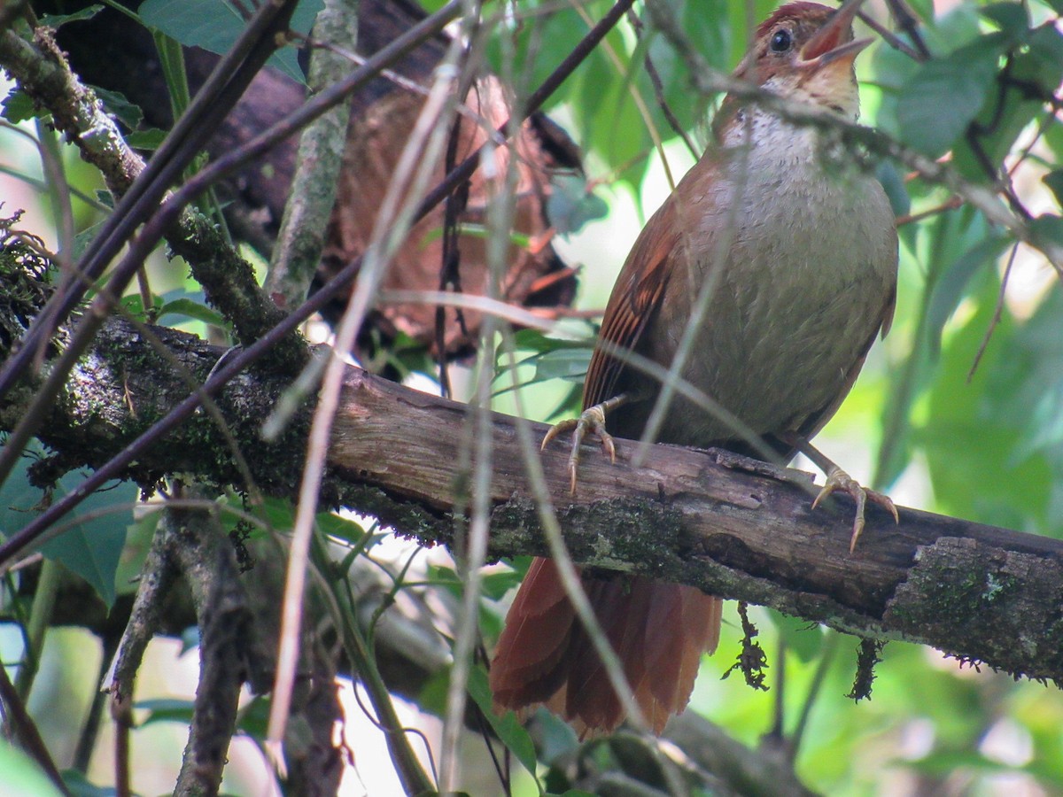 М’якохвіст бамбуковий - ML644855780
