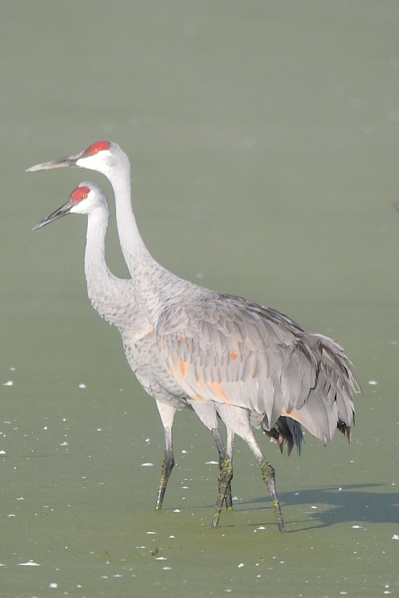 Журавель канадський - ML644855782