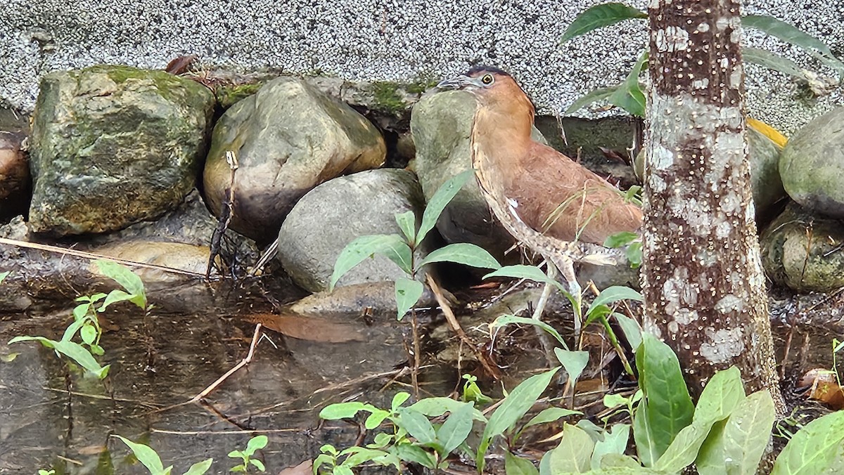 Квак малазійський - ML644855783