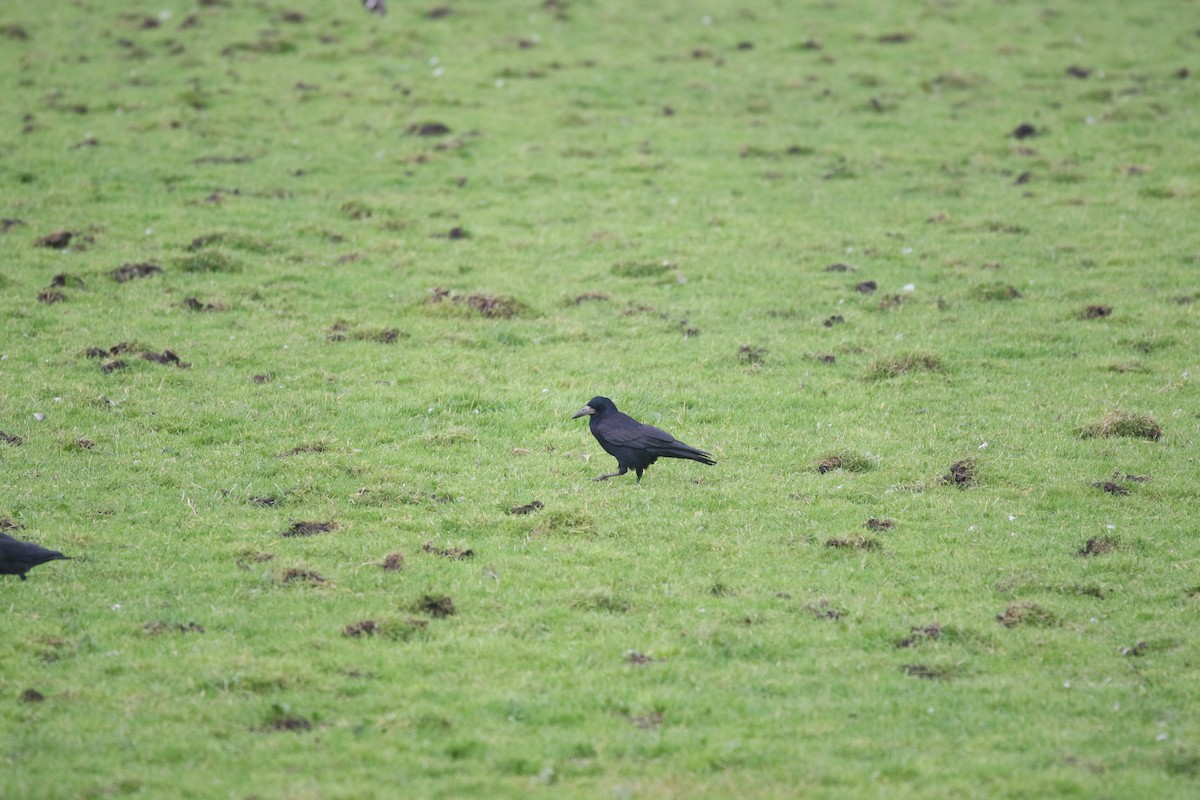 Грак - ML644855784