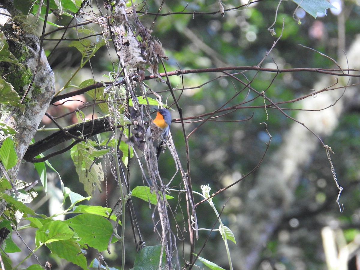 Пісняр вогнистоволий - ML644855785