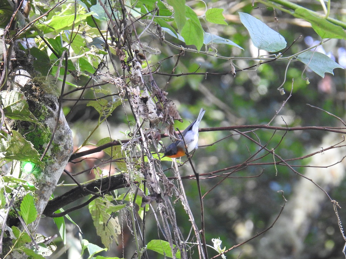 Пісняр вогнистоволий - ML644855786