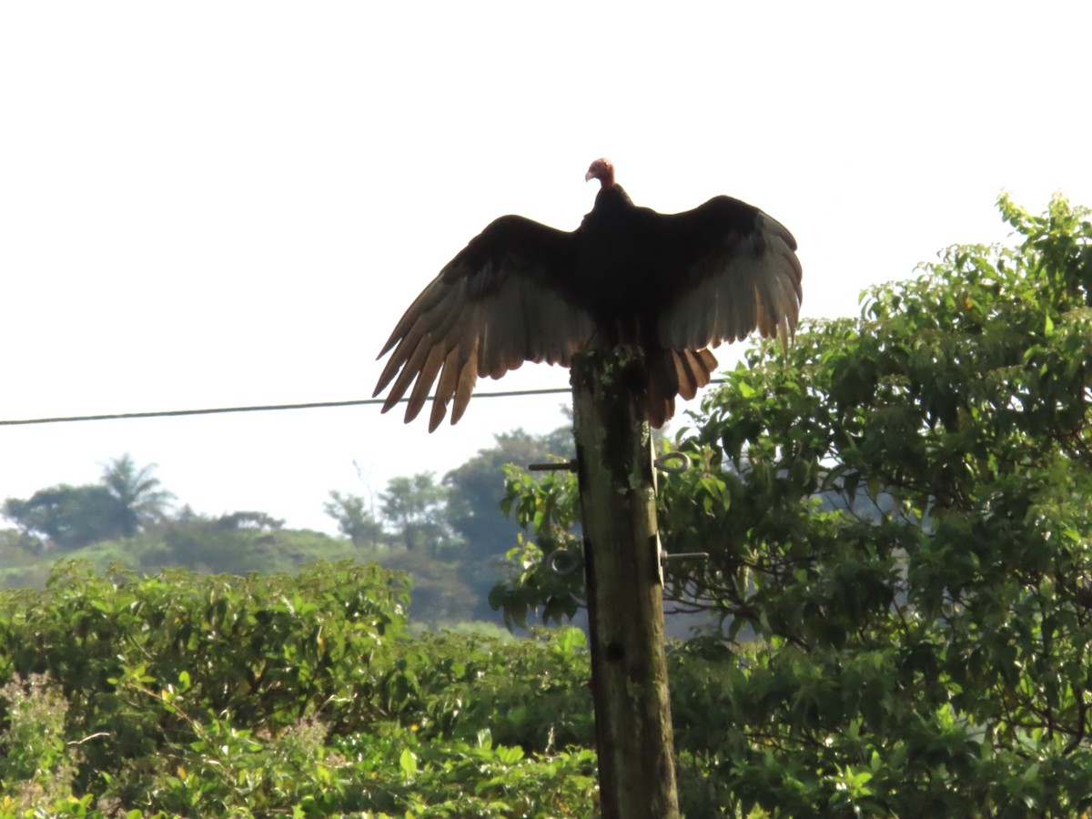 Катарта червоноголова - ML644855788