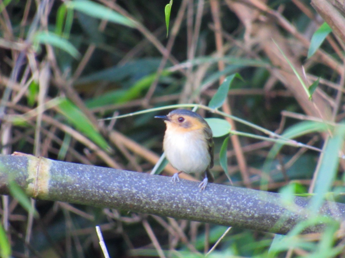 Мухолов рудогорлий - ML644855789